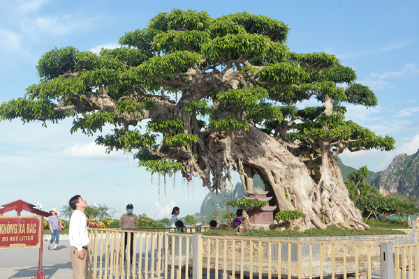 Ngắm bồ đề đắc đạo hàng trăm năm tuổi khiến đại gia khao khát săn lùng-9