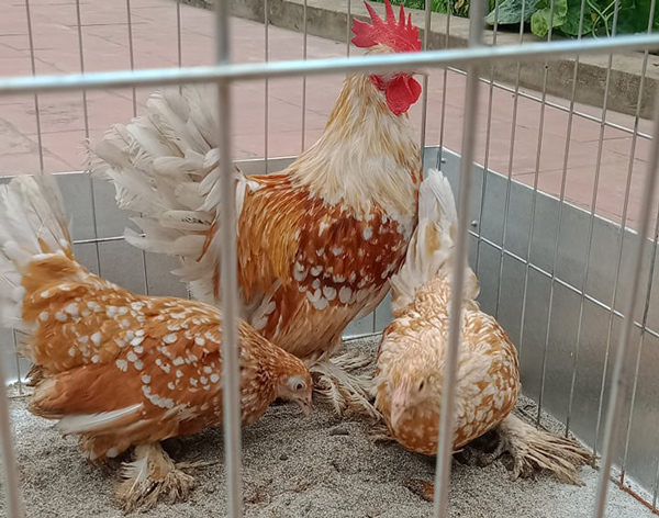 Loại gà bé tẹo giá bạc triệu, người có tiền chưa chắc mua được-1