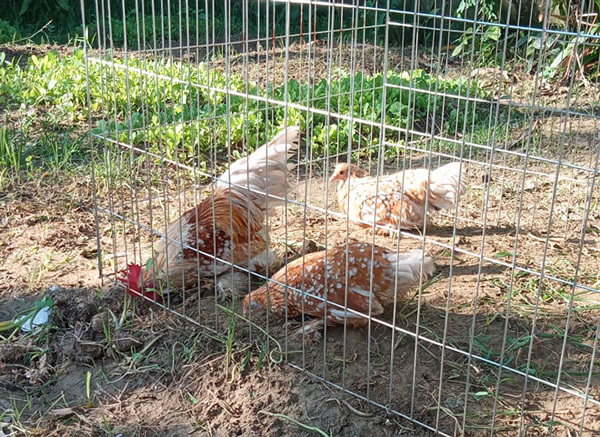 Loại gà bé tẹo giá bạc triệu, người có tiền chưa chắc mua được-2