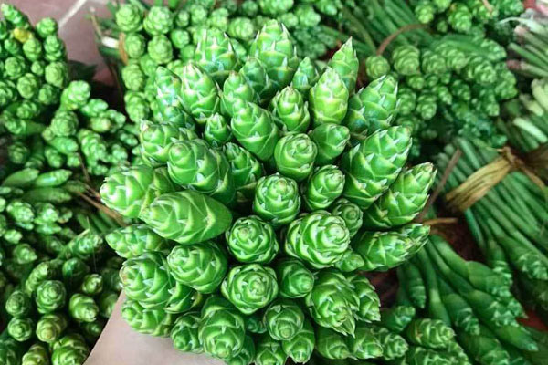 Loài côn trùng được quảng cáo bổ như sâm, chị em tranh nhau mua-5