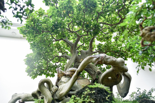 Ngắm bồ đề đắc đạo hàng trăm năm tuổi khiến đại gia khao khát săn lùng-2