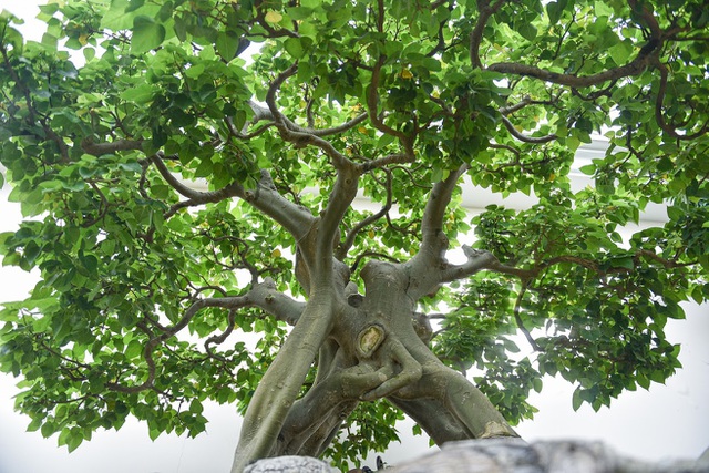 Ngắm bồ đề đắc đạo hàng trăm năm tuổi khiến đại gia khao khát săn lùng-3