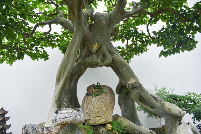 Ngắm bồ đề đắc đạo hàng trăm năm tuổi khiến đại gia khao khát săn lùng-4