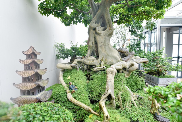 Ngắm bồ đề đắc đạo hàng trăm năm tuổi khiến đại gia khao khát săn lùng-5