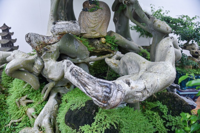 Ngắm bồ đề đắc đạo hàng trăm năm tuổi khiến đại gia khao khát săn lùng-6