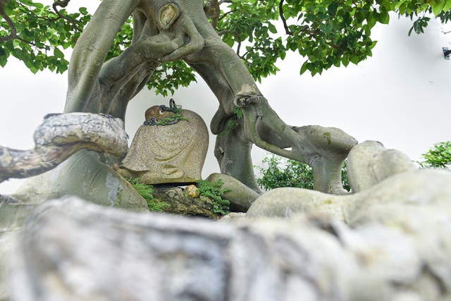 Ngắm bồ đề đắc đạo hàng trăm năm tuổi khiến đại gia khao khát săn lùng-8