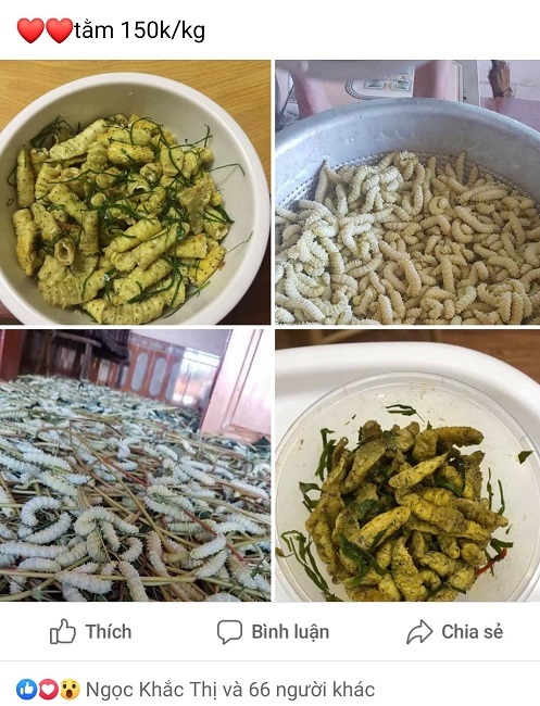 Loài côn trùng được quảng cáo bổ như sâm, chị em tranh nhau mua-1