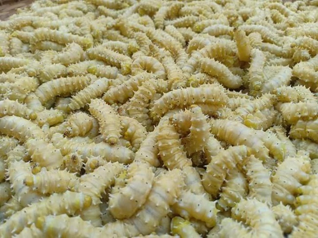 Loài côn trùng được quảng cáo bổ như sâm, chị em tranh nhau mua-3