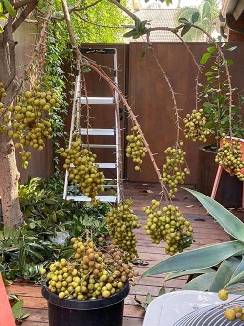 Dương Mỹ Linh khoe hái sương sương cả bồ nhãn nhưng nhìn toàn khu vườn mới choáng-1