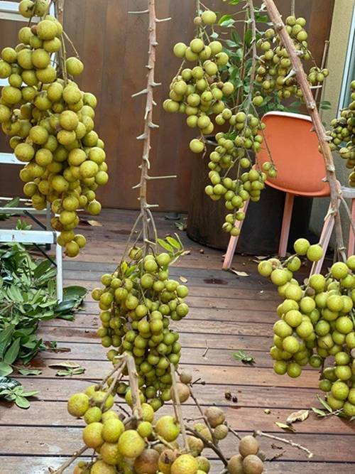 Dương Mỹ Linh khoe hái sương sương cả bồ nhãn nhưng nhìn toàn khu vườn mới choáng-2
