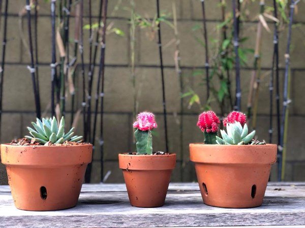 Dương Mỹ Linh khoe hái sương sương cả bồ nhãn nhưng nhìn toàn khu vườn mới choáng-6