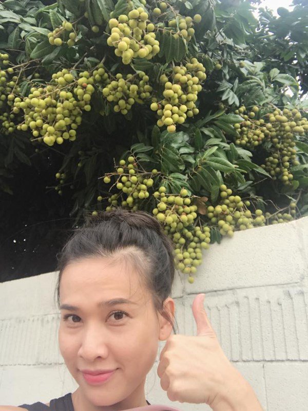 Dương Mỹ Linh khoe hái sương sương cả bồ nhãn nhưng nhìn toàn khu vườn mới choáng-11