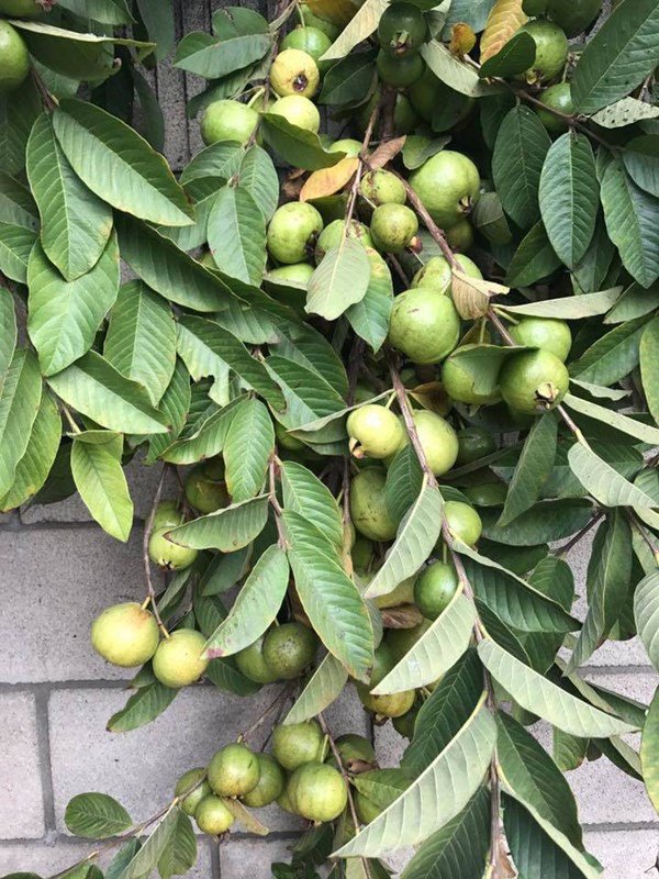 Dương Mỹ Linh khoe hái sương sương cả bồ nhãn nhưng nhìn toàn khu vườn mới choáng-14