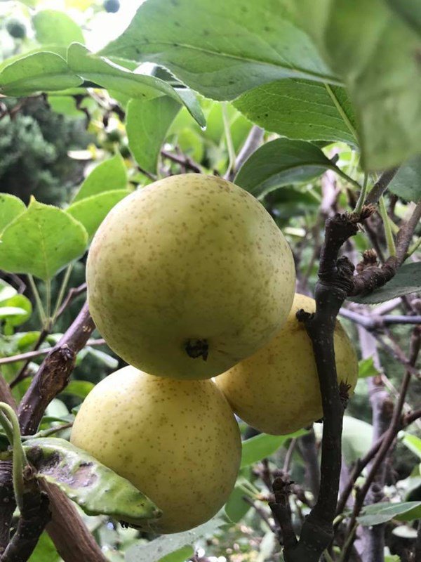 Dương Mỹ Linh khoe hái sương sương cả bồ nhãn nhưng nhìn toàn khu vườn mới choáng-15