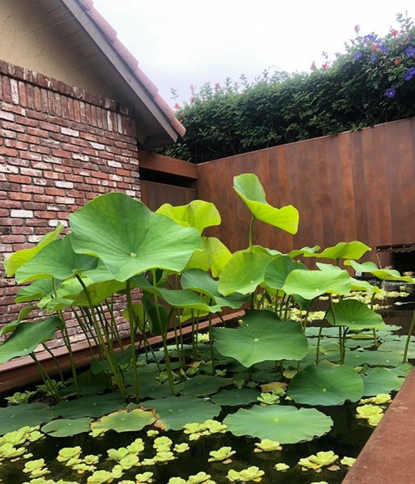 Dương Mỹ Linh khoe hái sương sương cả bồ nhãn nhưng nhìn toàn khu vườn mới choáng-17