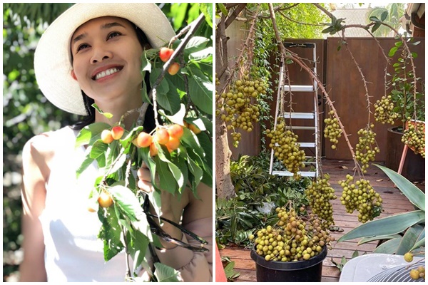 Hoa hậu Dương Mỹ Linh khoe vườn nhà trăm hoa đua nở, cây sai trĩu trái ở Mỹ-14