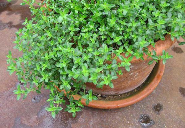 Trồng 6 loại cây này trong nhà, kiến ba khoang ngửi mùi không dám bén mảng-4