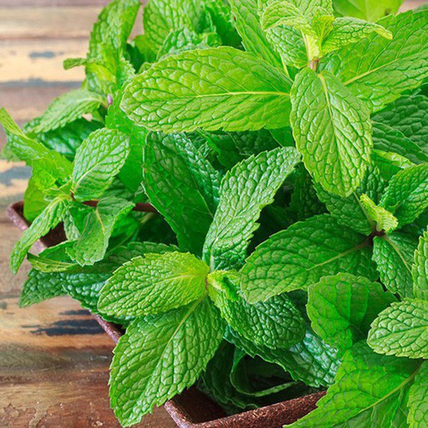 Trồng 6 loại cây này trong nhà, kiến ba khoang ngửi mùi không dám bén mảng-5