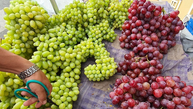 Nho xanh không hạt giá siêu rẻ” bán tràn lan, người trồng nho ở Ninh Thuận nói gì?-3