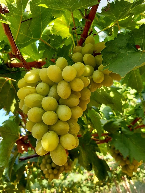 Nho xanh không hạt giá siêu rẻ” bán tràn lan, người trồng nho ở Ninh Thuận nói gì?-4