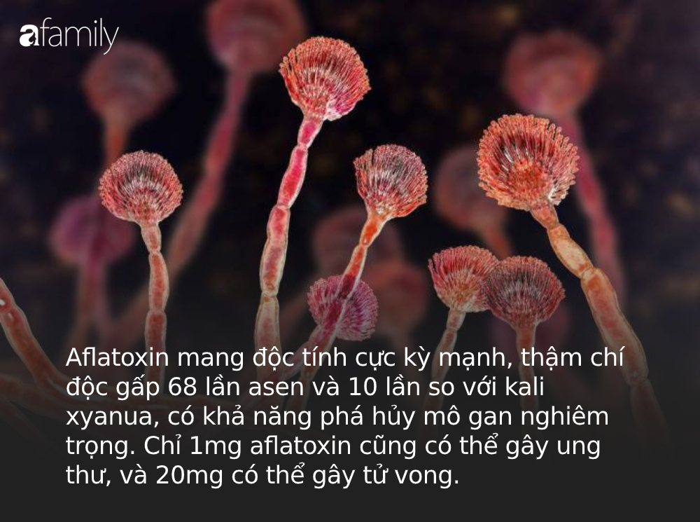 Độc gấp 68 lần asen và 10 lần kali xyanua, thứ chất độc hạng nhất mà WHO cảnh báo hóa ra rất dễ sinh sôi trên 4 món đồ dùng trong nhà bạn-1