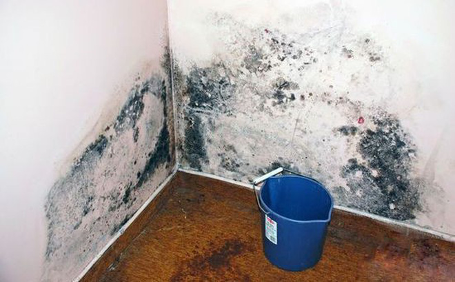 Độc gấp 68 lần asen và 10 lần kali xyanua, thứ chất độc hạng nhất mà WHO cảnh báo hóa ra rất dễ sinh sôi trên 4 món đồ dùng trong nhà bạn-5