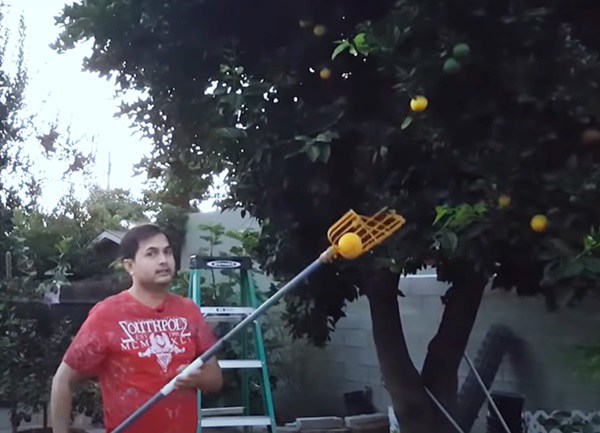 Trước dịch kiếm 160-230 triệu/tháng giờ Đức Tiến ở nhà làm vườn, thu hoạch quả trong biệt thự-5