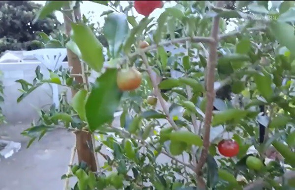 Trước dịch kiếm 160-230 triệu/tháng giờ Đức Tiến ở nhà làm vườn, thu hoạch quả trong biệt thự-6