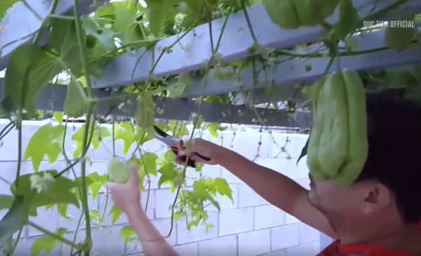 Trước dịch kiếm 160-230 triệu/tháng giờ Đức Tiến ở nhà làm vườn, thu hoạch quả trong biệt thự-7