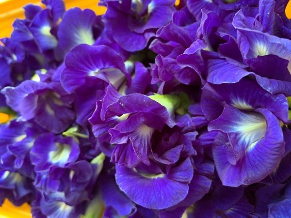 Hoa dại bờ rào đem sấy khô, bán nửa triệu đồng/kg-1