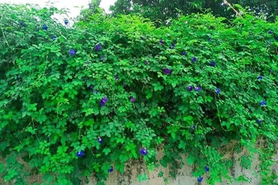 Hoa dại bờ rào đem sấy khô, bán nửa triệu đồng/kg
