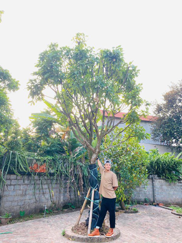 Hồng Đăng hào hứng khoe được tặng cây vú sữa, dân tình lại chỉ chăm chăm vào điểm này-3