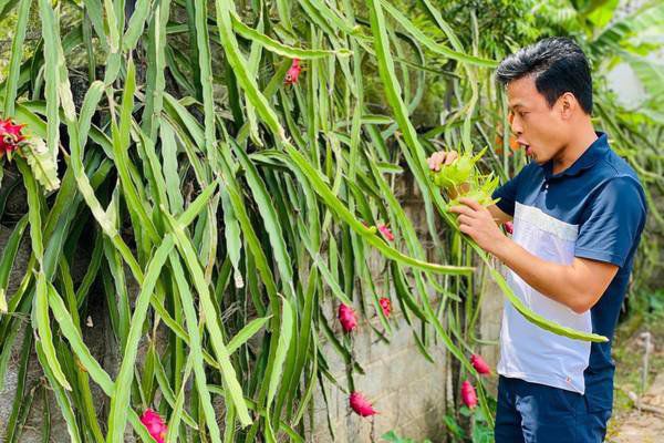 Hồng Đăng hào hứng khoe được tặng cây vú sữa, dân tình lại chỉ chăm chăm vào điểm này-6