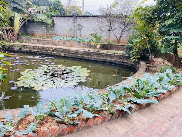 Hồng Đăng hào hứng khoe được tặng cây vú sữa, dân tình lại chỉ chăm chăm vào điểm này-11