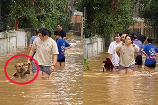 Chú chó được cưng chiều nhất MXH hôm nay: Cùng chủ chạy nước lũ nhưng nhất quyết phải được cõng trên lưng mới chịu