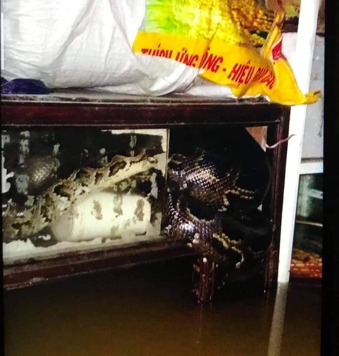 Trăn rất lớn xổng chuồng do lũ dâng cao ở Quảng Trị, cả nhà dân mất ngủ vì sợ hãi-1