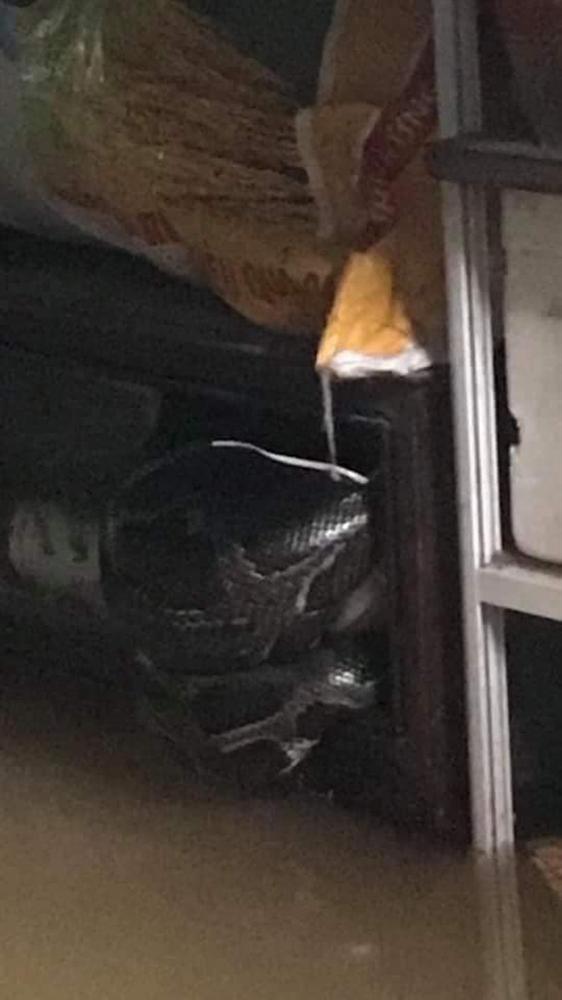 Trăn rất lớn xổng chuồng do lũ dâng cao ở Quảng Trị, cả nhà dân mất ngủ vì sợ hãi-2