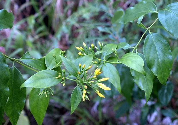 Dã tâm của gã đàn ông dùng lá ngón hạ độc cả nhà hàng xóm ở Tuyên Quang vì món tiền 500.000 đồng-1