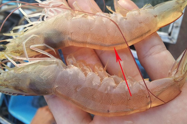 Thịt đông cứng như gạch, thêm 2 nguyên liệu này, trong 5 phút thịt mềm nấu ngay được-4