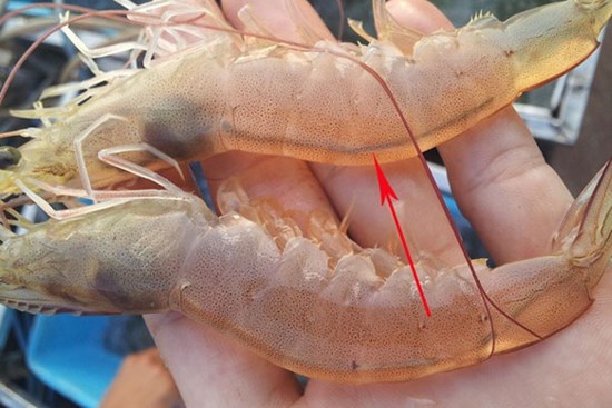 Chỉ đen ở lưng tôm có cần thiết phải bỏ không? Sự thật đằng sau ai cũng bất ngờ