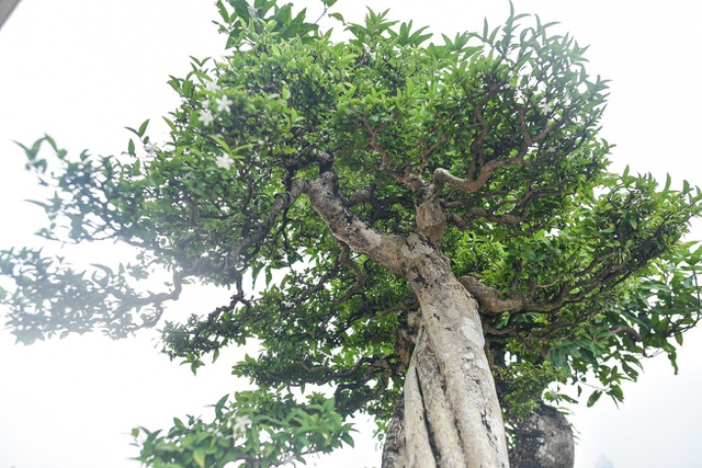 Đã mắt với cây mai chiếu thủy thân vặn xoắn ốc trị giá hàng tỷ đồng-9