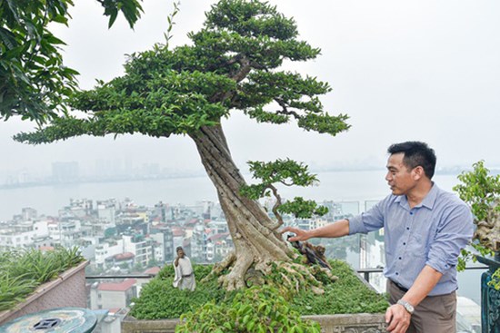 'Đã mắt' với cây mai chiếu thủy thân vặn xoắn ốc trị giá hàng tỷ đồng