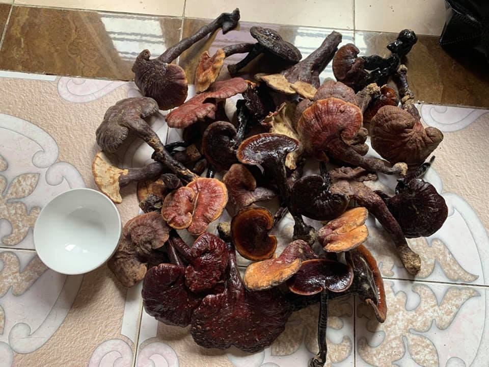 Nấm lim xanh chục triệu/kg, nhà giàu muốn mua phải đợi cả tháng-3