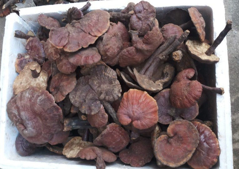 Nấm lim xanh chục triệu/kg, nhà giàu muốn mua phải đợi cả tháng-4