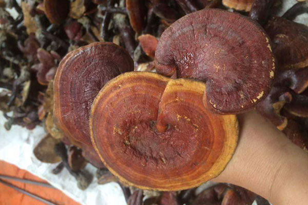 Nhìn như nấm độc nhưng giá hàng triệu đồng/kg, 1 năm chỉ thu hoạch được 10kg-5