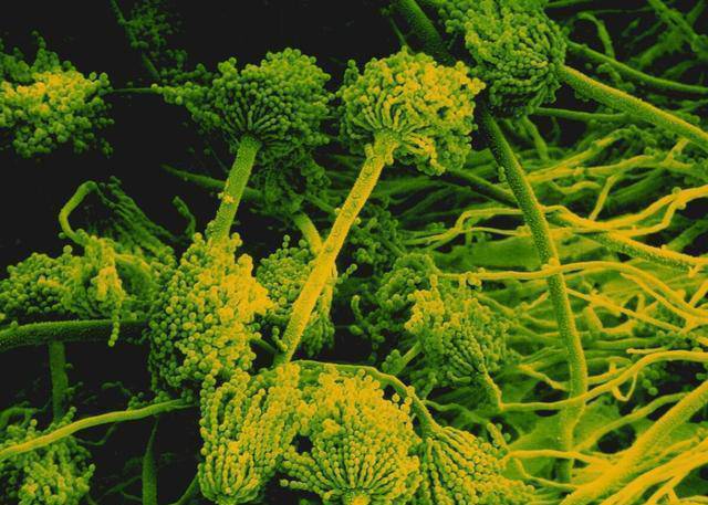 7 người chết, 2 người nguy kịch sau bữa cơm vì chất độc ở nhiều đồ ăn mọi người dùng-4