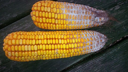 7 người chết, 2 người nguy kịch sau bữa cơm vì chất độc ở nhiều đồ ăn mọi người dùng-5