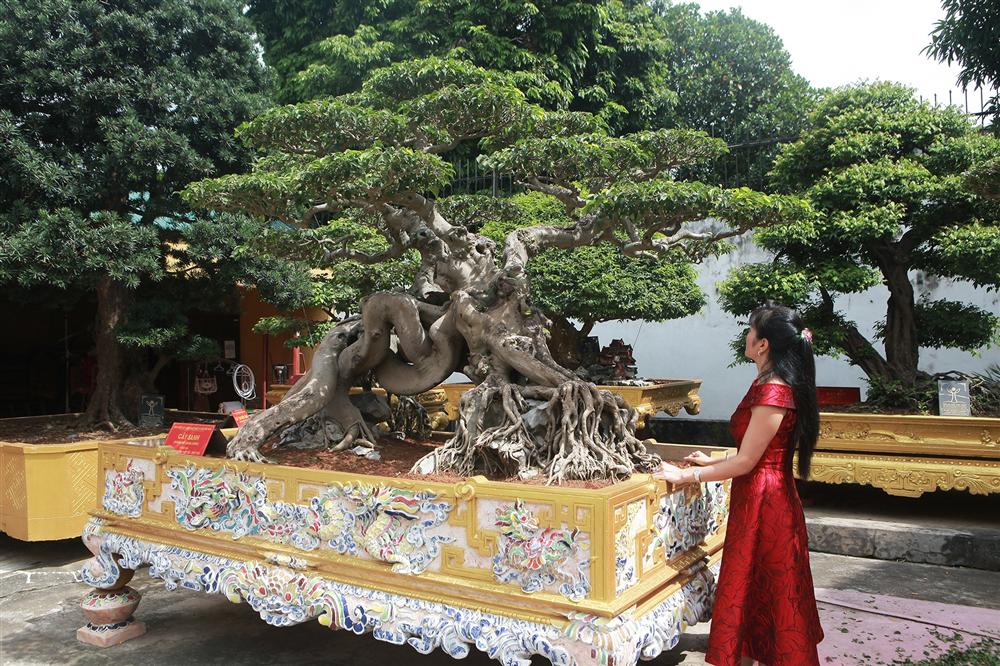 Nữ đại gia giấu chồng, mang 5 tỷ đồng đi mua siêu cây dáng quái-1