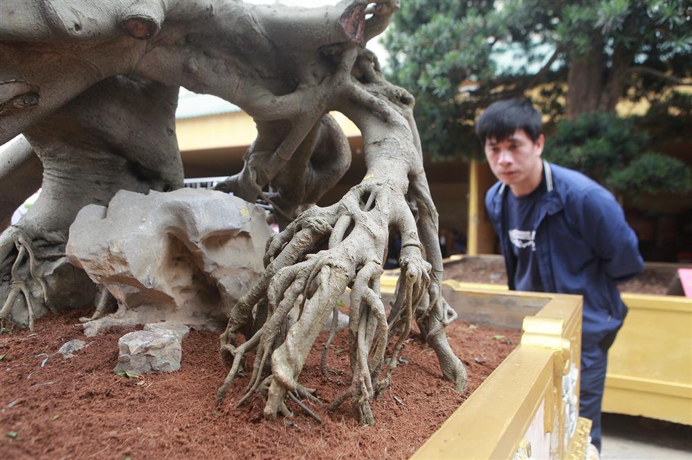 Nữ đại gia giấu chồng, mang 5 tỷ đồng đi mua siêu cây dáng quái-7