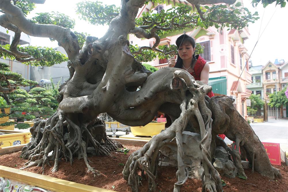 Nữ đại gia giấu chồng, mang 5 tỷ đồng đi mua siêu cây dáng quái-9
